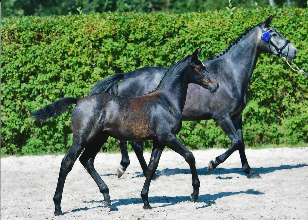 sporthorses studbook india
