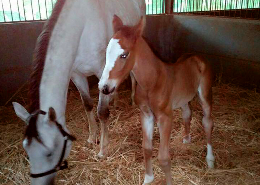 sporthorses studbook india