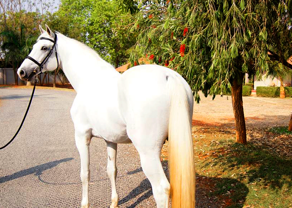 sporthorses studbook india