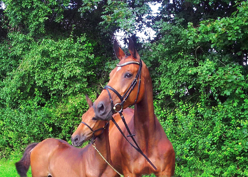 sporthorses studbook india