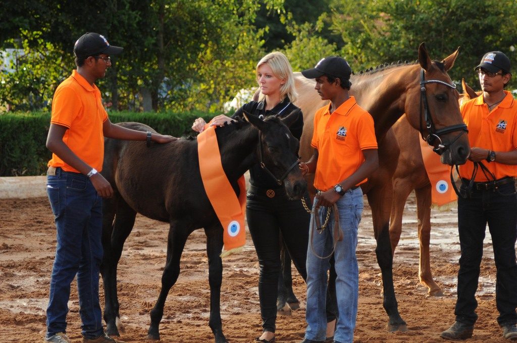 horse breeding in india